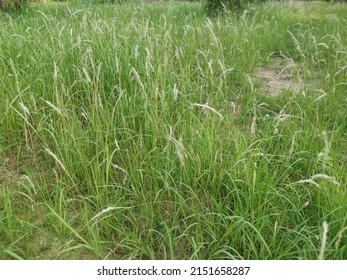 Wide Field Sprout Wild Cogongrass Weed.