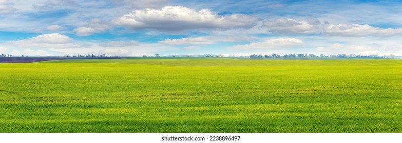 A wide field with young green grass and a picturesque blue sky with white clouds. Spring landscape. Green grass in the field - Shutterstock ID 2238896497