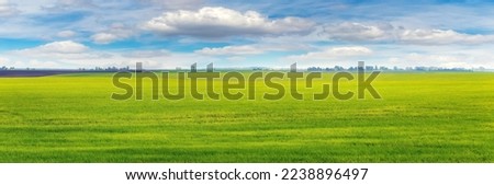 A wide field with young green grass and a picturesque blue sky with white clouds. Spring landscape. Green grass in the field