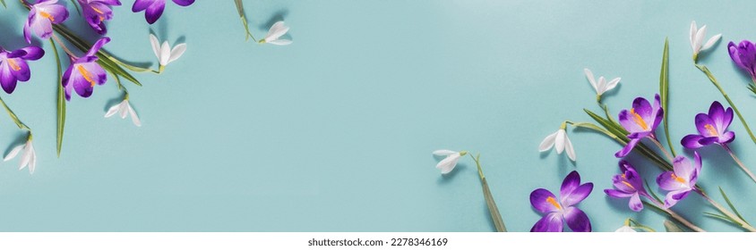 Wide floral banner with purple crocus on a blue background. Top view, flat lay. Beautiful postcard with a place for a congratulatory text. Corner flower arrangement. Spring flowers - Powered by Shutterstock