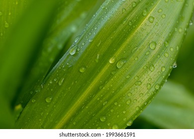 Wide green leaves with raindrops on a green blurred natural background. Green leaves with raindrops.