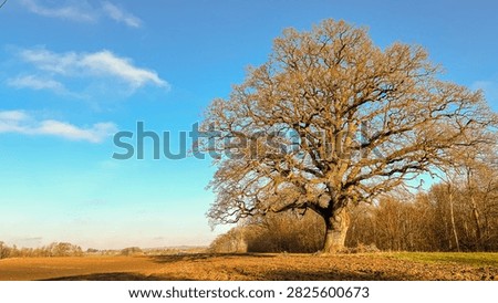 Wide landscape view of a large bare oak tree standing alone in a golden field under a bright blue sky during autumn.