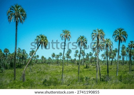 Wide landscape view of a palm forest in the El Palmar National Park in Entre Ríos