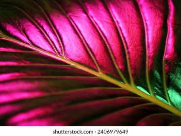 A wide leaf reflecting the purple light of the lamp. - Powered by Shutterstock