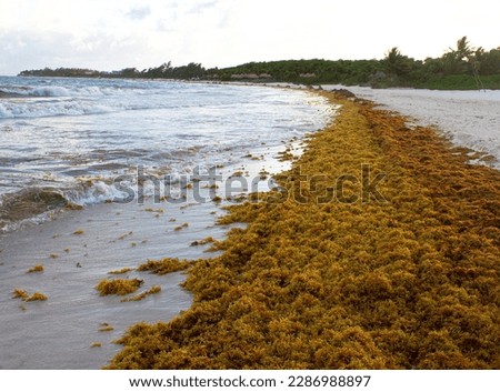 Wide line of sargassum seaweed lying along Atlantic ocean shoreline at Playa Del Carmen, Quintana Roo, Mexico with waves on the water in the background 