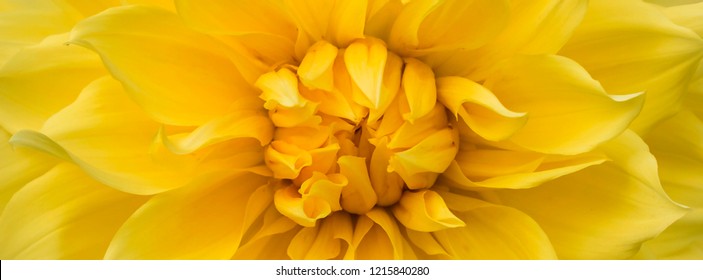 Wide long cover or banner. Beautiful yellow flower (dahlia) closeup
