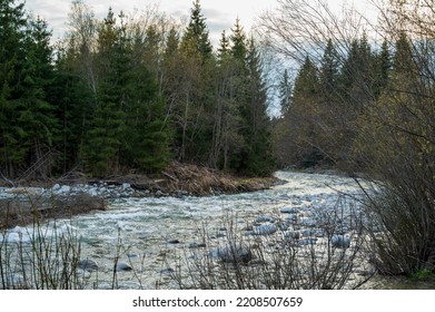 Wide Mountain Stream In Spring Coniferous Forest.