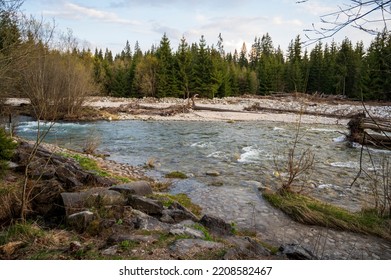 Wide Mountain Stream In Spring Coniferous Forest.