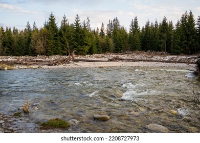 Wide Mountain Stream In Spring Coniferous Forest.