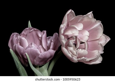 wide open blooming pair of pastel violet pink tulip blossoms on black background, fine art still life color macro flower portrait of two isolated blooms with detailed texture