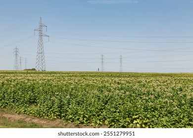 Wide open fields with blooming flowers and power lines under clear blue sky - Powered by Shutterstock