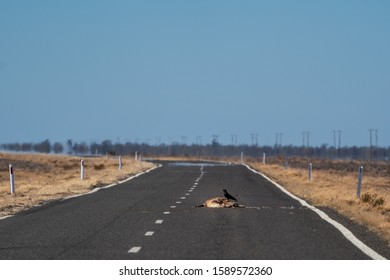 Wide Open Road And Crow On Roadkill In North West NSW, Australia