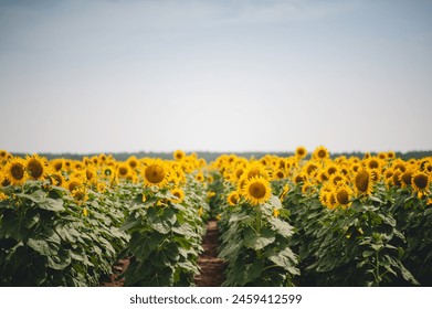 Wide open sunflower field on a sunny day - Powered by Shutterstock