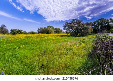 A Wide Open Texas Field Full Of Yellow Wildflowers With Interesting Clouds In The Sky.