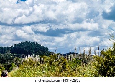 Wide Open Vistas Around Dargaville, New Zealand