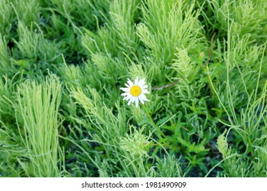 Wide, overhead view of a single, hearty daisy surrounded by invasive weeds. 