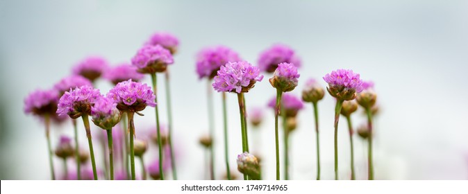 Armeria の画像 写真素材 ベクター画像 Shutterstock