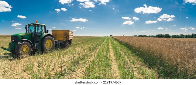 Wide Panoramic Shot Of Green Tractor And A Trailer On The Left And Untouched Rapeseed Field On The Right. Harvesting Season. Summer Weather. High Quality Photo