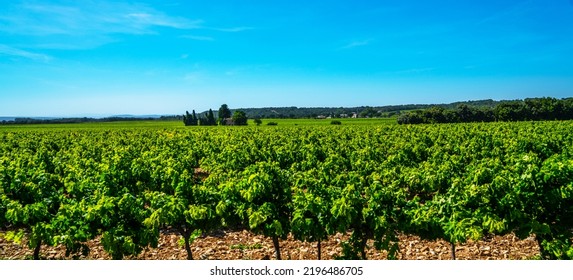 Wide Panoramic Shot Of A Summer Vineyard. Travel To France. Deep Blue Sky Over Vineyard. Wine Route In Sunny Day. Gorgeous View Over A South France Landscape.