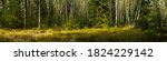 wide panoramic view of a beautiful mixed birch-spruce forest with grass in the foreground and lateral sunlight in warm September weather