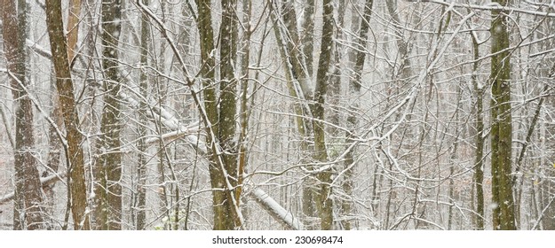 Wide Panoramic View Of Early Snow Over Winter Woods