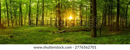 Wide panoramic view of lush spring forest illuminated by warm morning sunlight. Fresh green foliage, long shadows and peaceful natural woodland atmosphere.