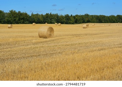 Wide Panoramic View of Multiple Round Hay Bales Spread Across a Golden Stubble Field