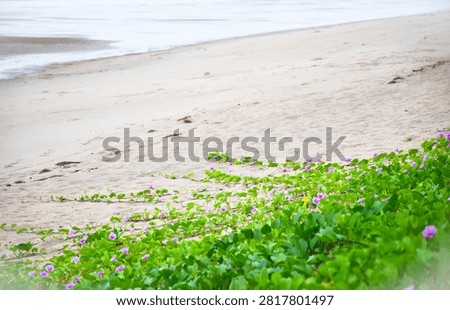 A wide patch of beach morning glory (Ipomoea pes-caprae) with green leaves and purple flowers creeping along a peaceful sandy beach during low tide on a cloudy day.