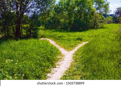 A wide path in the grass is divided into two narrow paths, diverging in different directions