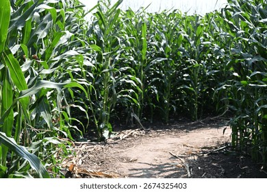 Wide Path Through a Cornfield