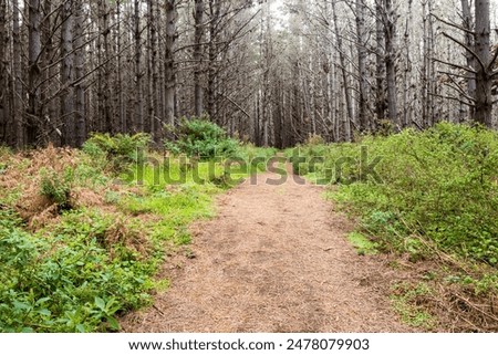 Wide patway through a pine tree forest with bright green forest floor.