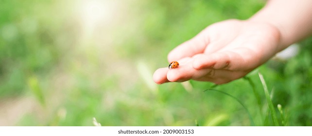 Wide photo of a ladybug in children's hands against a background of green grass. - Powered by Shutterstock