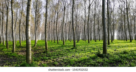Wide rows of white trunks in a poplar grove on the banks of the river Po