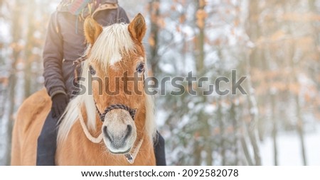 Wide screen portrait of a hobby rider on a haflinger horse in front of a winter forest