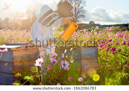 Similar – Image, Stock Photo Beekeeper with gloves and veil controls his beehive and searches for queen cells