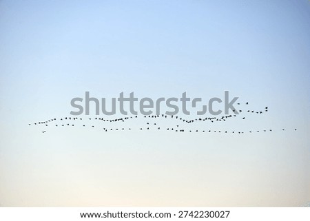 A wide shot capturing a large flock of birds, appearing as dark silhouettes, flying in an elongated, undulating formation across a clear sky. The sky transitions subtly from a light blue at the top to a pale, almost white or very light yellow hue towards the horizon, suggesting either early morning or late afternoon light. The multitude of birds creates a dynamic natural pattern against the minimalist backdrop.