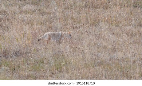 wide shot of a coyote stalking prey at yellowstone national park in wyoming, usa