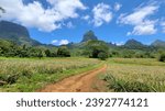 Wide shot of dirt road in tropical countryside and beautiful jagged mountains of Moorea, French Polynesia