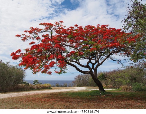 Wide shot of a flame tree full of red\
fiery flowers near the beach in a tropical\
island