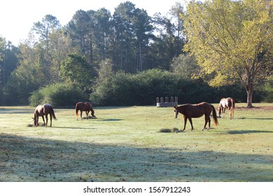 Wide Shot Of Horses Eating Hay In Pasture