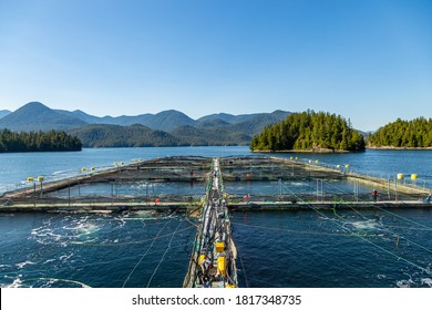 Wide shot of an industrial salmon fish farm off the coast of British Columbia, Canada on a sunny day.  Workers assemble feeding equipment and bubblers are active.
