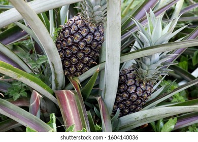 A Wide Shot Of Juicy Pineapples Growing In The Garden At A Community Park Project.