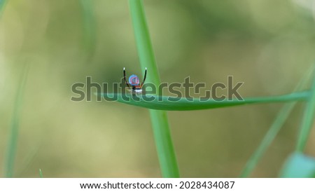 wide shot of a male maratus splendens courtship display. M. splendens is an australian peacock spider