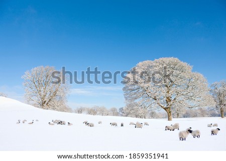 Similar – Winter idyll with view