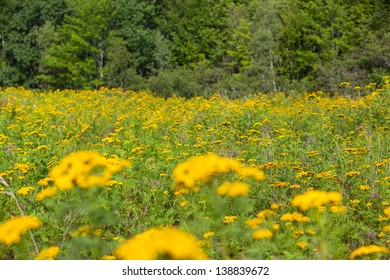 Wide Shot Of Ragweed Flowers In A Field, Blue Hill, Maine, USA.