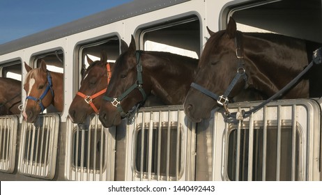 wide shot of several horses in a trailer near quartzite