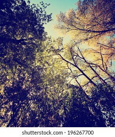 a wide shot of tree tops and the sky toned with a vintage instagram like filter