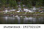 wide shot of a trumpeter swam adults and cygnets swimming on the yellowstone river at yellowstone national park in wyoming, usa