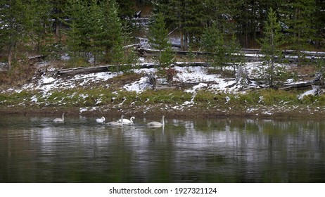 wide shot of a trumpeter swam adults and cygnets swimming on the yellowstone river at yellowstone national park in wyoming, usa