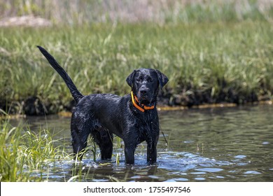 Wide Shot Of A Wet Black Lab Standing In A Creek.